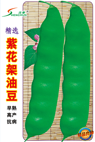 紫花架油豆