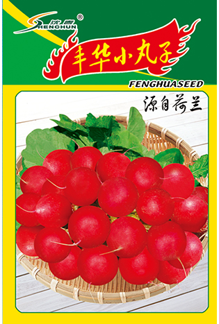 丰华小丸子-源自荷兰