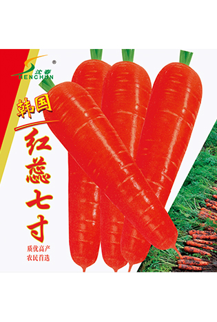 韩国红蕊七寸